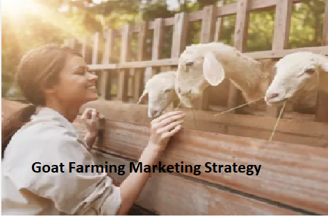 Goat Farming Marketing Strategy Goat Farming Marketing Strategy
