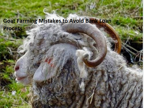 Goat Farming Mistakes to Avoid Bank Loan Process