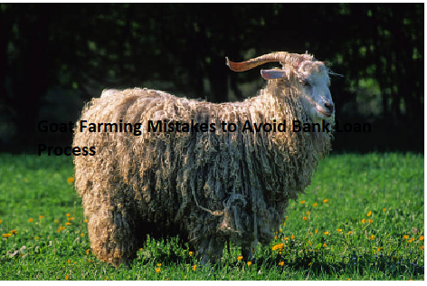 Goat Farming Mistakes to Avoid Bank Loan Process