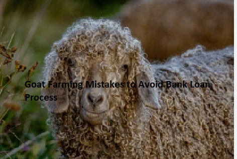 Goat Farming Mistakes to Avoid Bank Loan Process Goat Farming Mistakes to Avoid Bank Loan Process