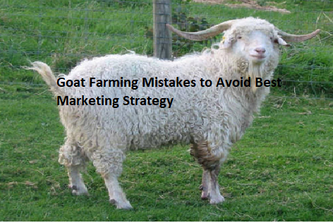 Goat Farming Mistakes to Avoid Best Marketing Strategy