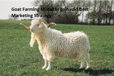 Goat Farming Mistakes to Avoid Best Marketing Strategy