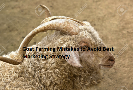 Goat Farming Mistakes to Avoid Best Marketing Strategy Goat Farming Mistakes to Avoid Best Marketing Strategy