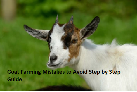 Goat Farming Mistakes to Avoid Step by Step Guide