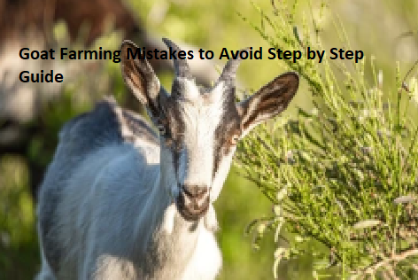Goat Farming Mistakes to Avoid Step by Step Guide