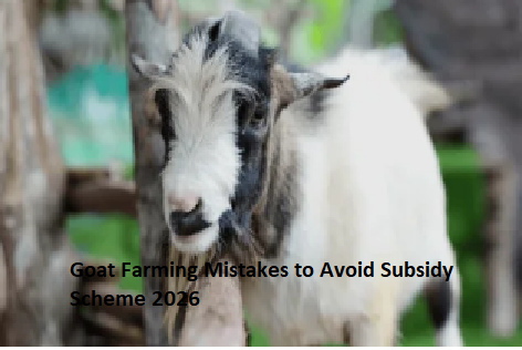 Goat Farming Mistakes to Avoid Subsidy Scheme 2026