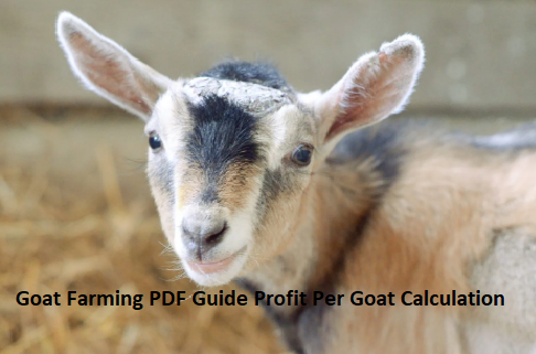 Goat Farming PDF Guide Profit Per Goat Calculation