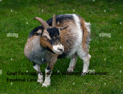 Goat Farming PDF Guide Vaccination Calendar: Essential Care