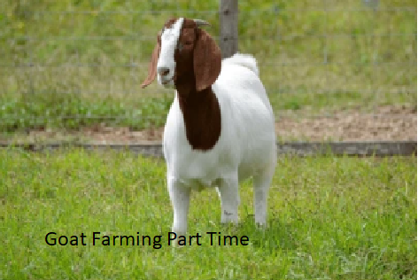 Goat Farming Part Time Goat Farming Part Time