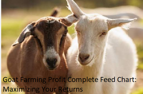 Goat Farming Profit Complete Feed Chart: Maximizing Your Returns