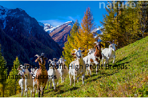 Goat Farming Profit High Profit Breeds: Financial Success