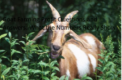 Goat Farming Profit Questions and Answers: What the Numbers Really Show