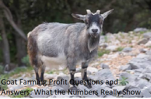 Goat Farming Profit Questions and Answers: What the Numbers Really Show