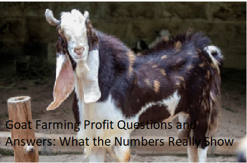 Goat Farming Profit Questions and Answers: What the Numbers Really Show Goat Farming Profit Questions and Answers: What the Numbers Really Show