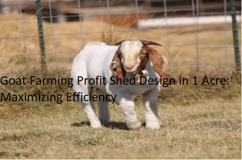 Goat Farming Profit Shed Design in 1 Acre: Maximizing Efficiency
