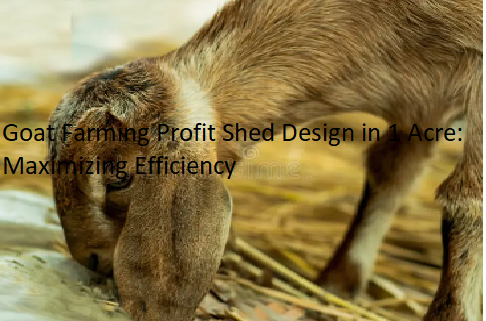 Goat Farming Profit Shed Design in 1 Acre: Maximizing Efficiency Goat Farming Profit Shed Design in 1 Acre: Maximizing Efficiency