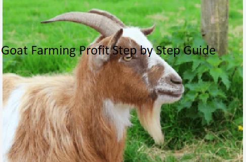 Goat Farming Profit Step by Step Guide
