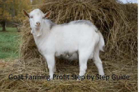 Goat Farming Profit Step by Step Guide