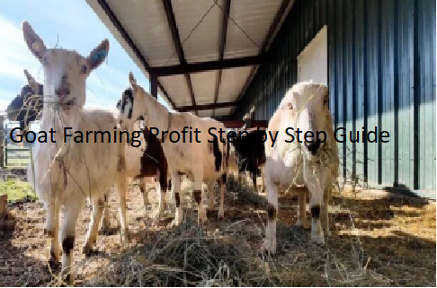 Goat Farming Profit Step by Step Guide Goat Farming Profit Step by Step Guide