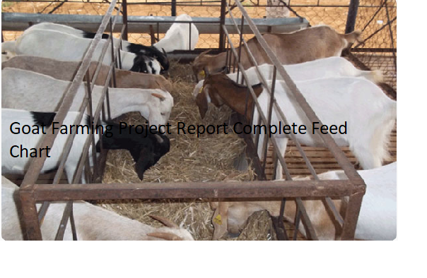 Goat Farming Project Report Complete Feed Chart