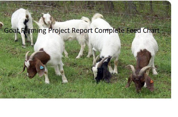 Goat Farming Project Report Complete Feed Chart