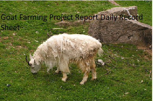 Goat Farming Project Report Daily Record Sheet