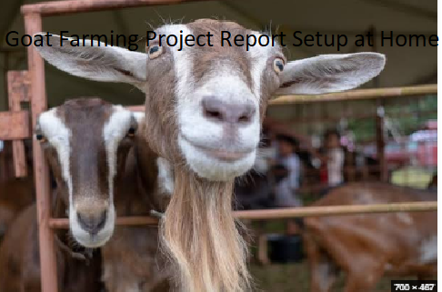 Goat Farming Project Report Setup at Home