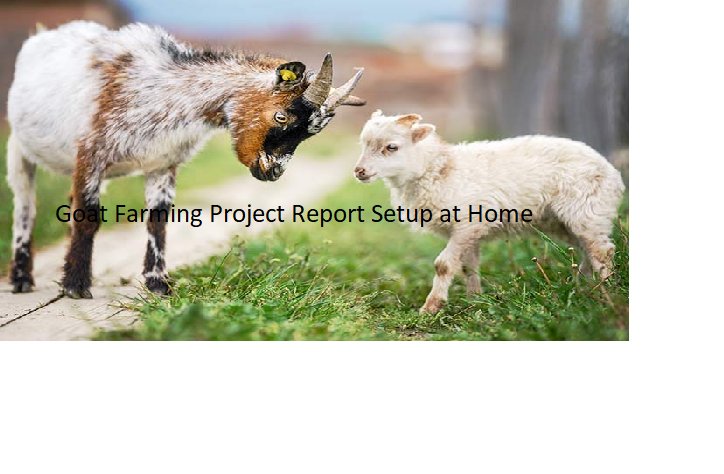 Goat Farming Project Report Setup at Home