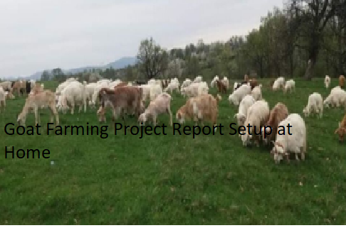 Goat Farming Project Report Setup at Home Goat Farming Project Report Setup at Home