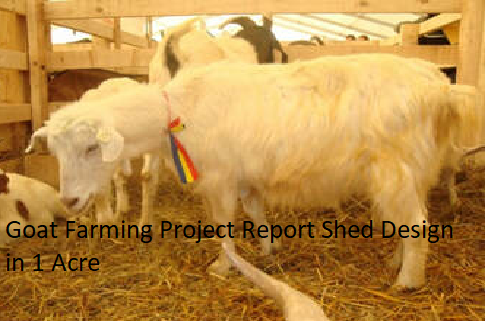 Goat Farming Project Report Shed Design in 1 Acre
