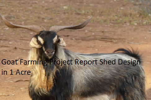 Goat Farming Project Report Shed Design in 1 Acre