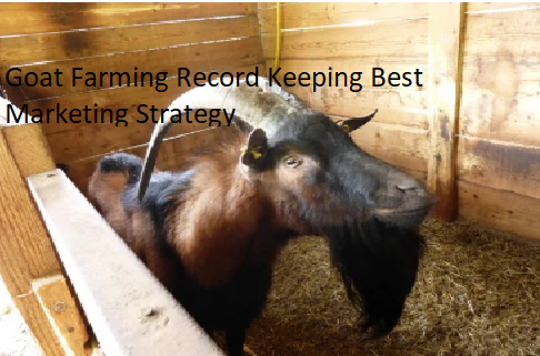 Goat Farming Record Keeping Best Marketing Strategy
