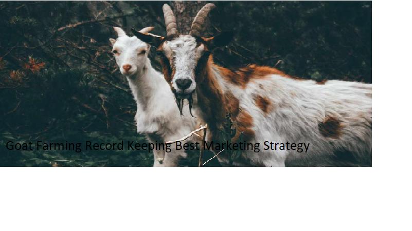 Goat Farming Record Keeping Best Marketing Strategy