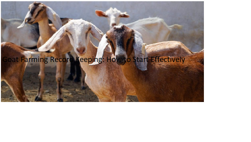 Goat Farming Record Keeping: How to Start Effectively