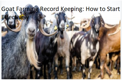 Goat Farming Record Keeping: How to Start Effectively
