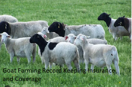 Goat Farming Record Keeping Insurance and Coverage
