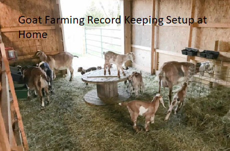 Goat Farming Record Keeping Setup at Home