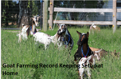 Goat Farming Record Keeping Setup at Home