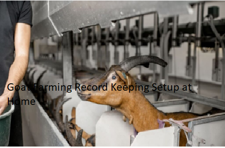 Goat Farming Record Keeping Setup at Home Goat Farming Record Keeping Setup at Home