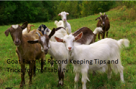Goat Farming Record Keeping Tips and Tricks for Profitability