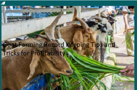 Goat Farming Record Keeping Tips and Tricks for Profitability