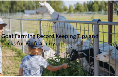 Goat Farming Record Keeping Tips and Tricks for Profitability Goat Farming Record Keeping Tips and Tricks for Profitability