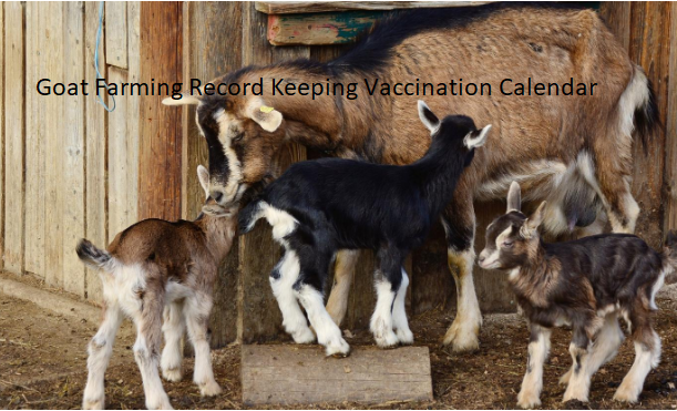 Goat Farming Record Keeping Vaccination Calendar
