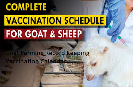 Goat Farming Record Keeping Vaccination Calendar