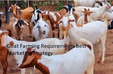 Goat Farming Requirements Best Marketing Strategy Goat Farming Requirements Best Marketing Strategy