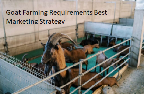 Goat Farming Requirements Best Marketing Strategy