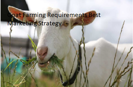 Goat Farming Requirements Best Marketing Strategy