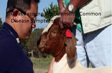 Goat Farming Requirements Common Disease Symptoms