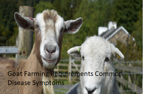 Goat Farming Requirements Common Disease Symptoms