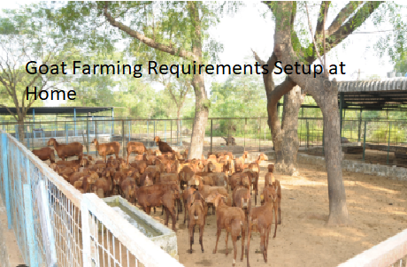 Goat Farming Requirements Setup at Home